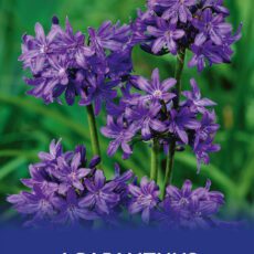 8718641997352 1 Agapanthus Blue.jpg